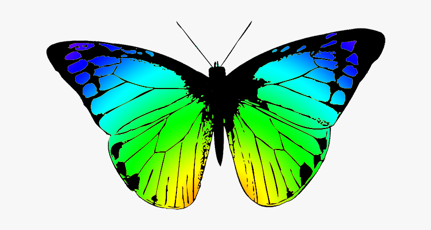 Lycaenid - Black And White Butterfly Transparent, HD Png Download, Free Download