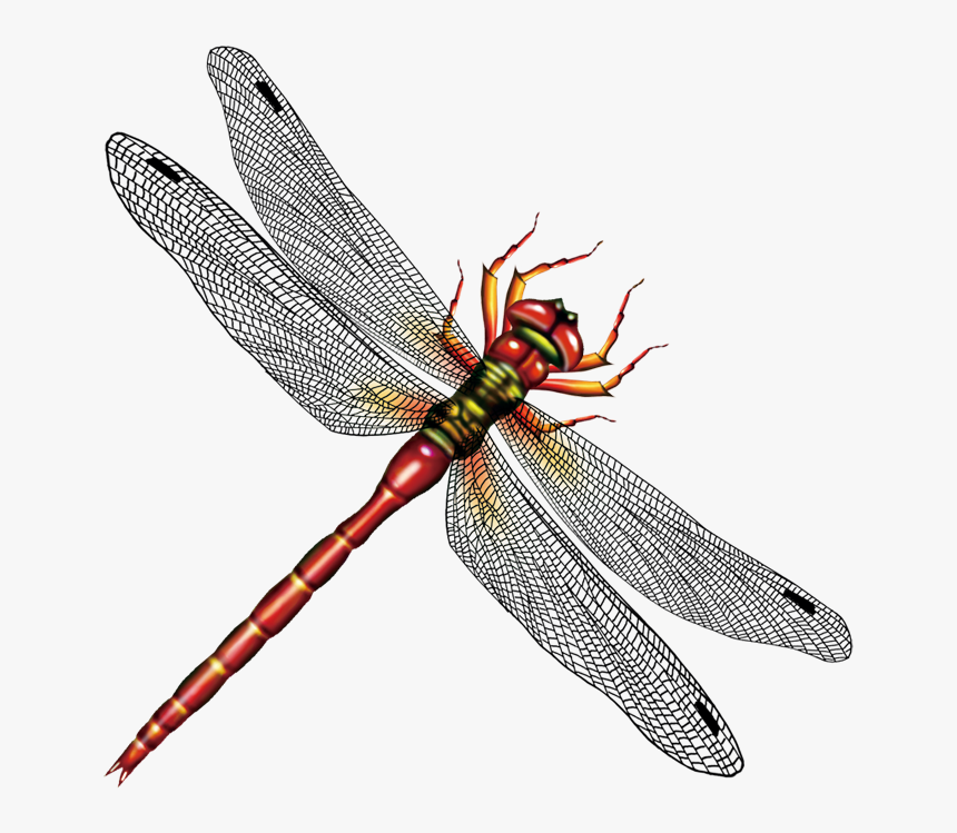 Dragonfly Vector Free Download - Dragonflies In Png, Transparent Png, Free Download