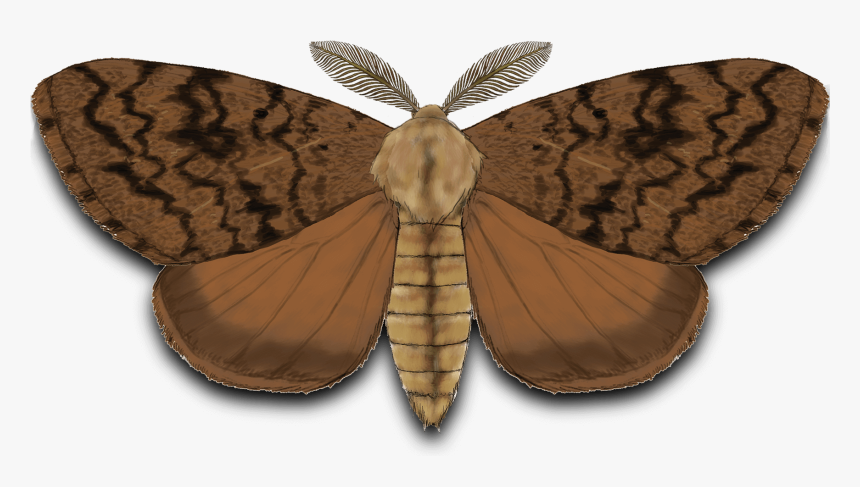 Gypsy Moth - Riodinidae, HD Png Download, Free Download