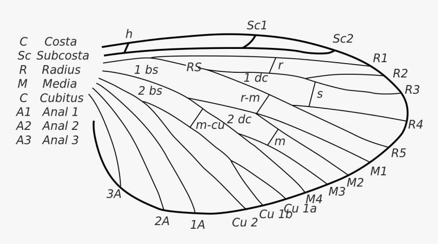 Diagram Of Insect Wings, HD Png Download, Free Download