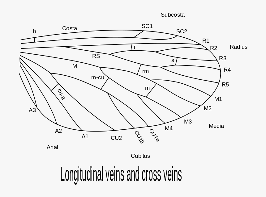 Comstock Needham System, HD Png Download, Free Download