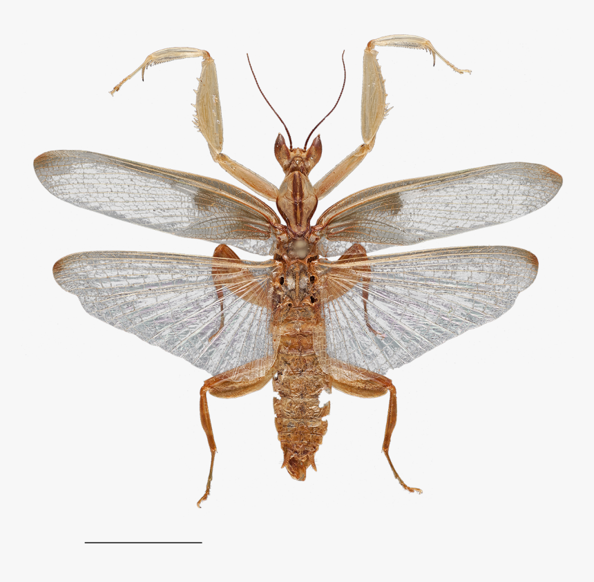 Insect Wings Png, Transparent Png, Free Download