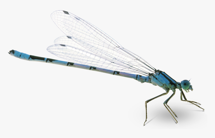 Clip Art Grasshopper Wings - Dragon Fly Png Transparent, Png Download, Free Download