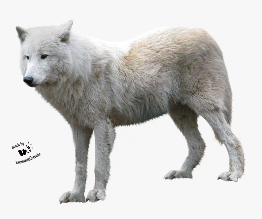 Transparent White Wolf Png - Arctic Wolf White Background, Png Download, Free Download