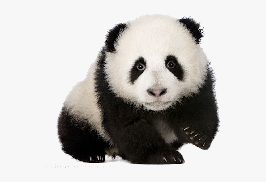 Baby Panda Png Download Image - Panda With Transparent Background, Png Download, Free Download