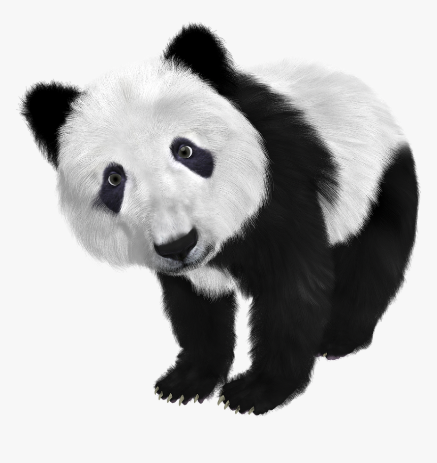 Giant Panda Black And White, HD Png Download, Free Download