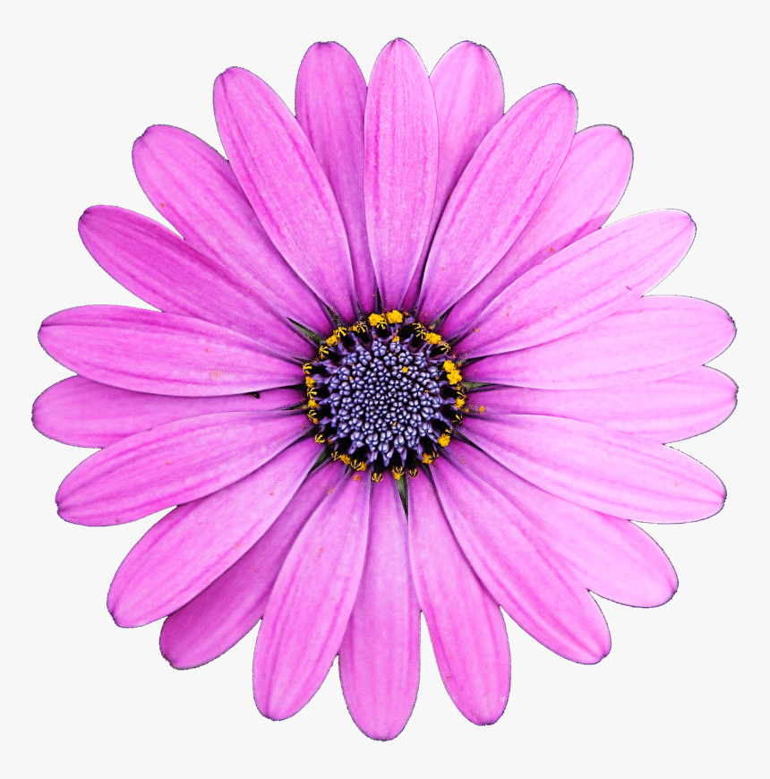 Pink Flourish Png, Transparent Png, Free Download