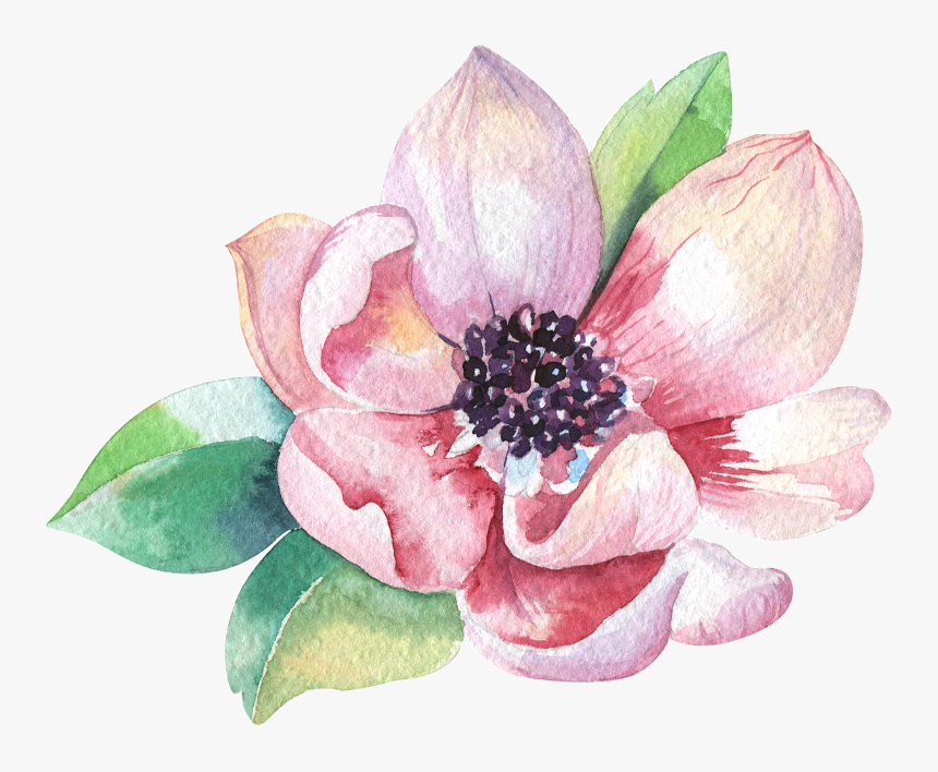 Magnolia3 - Magnolia Flower Watercolor Png, Transparent Png, Free Download