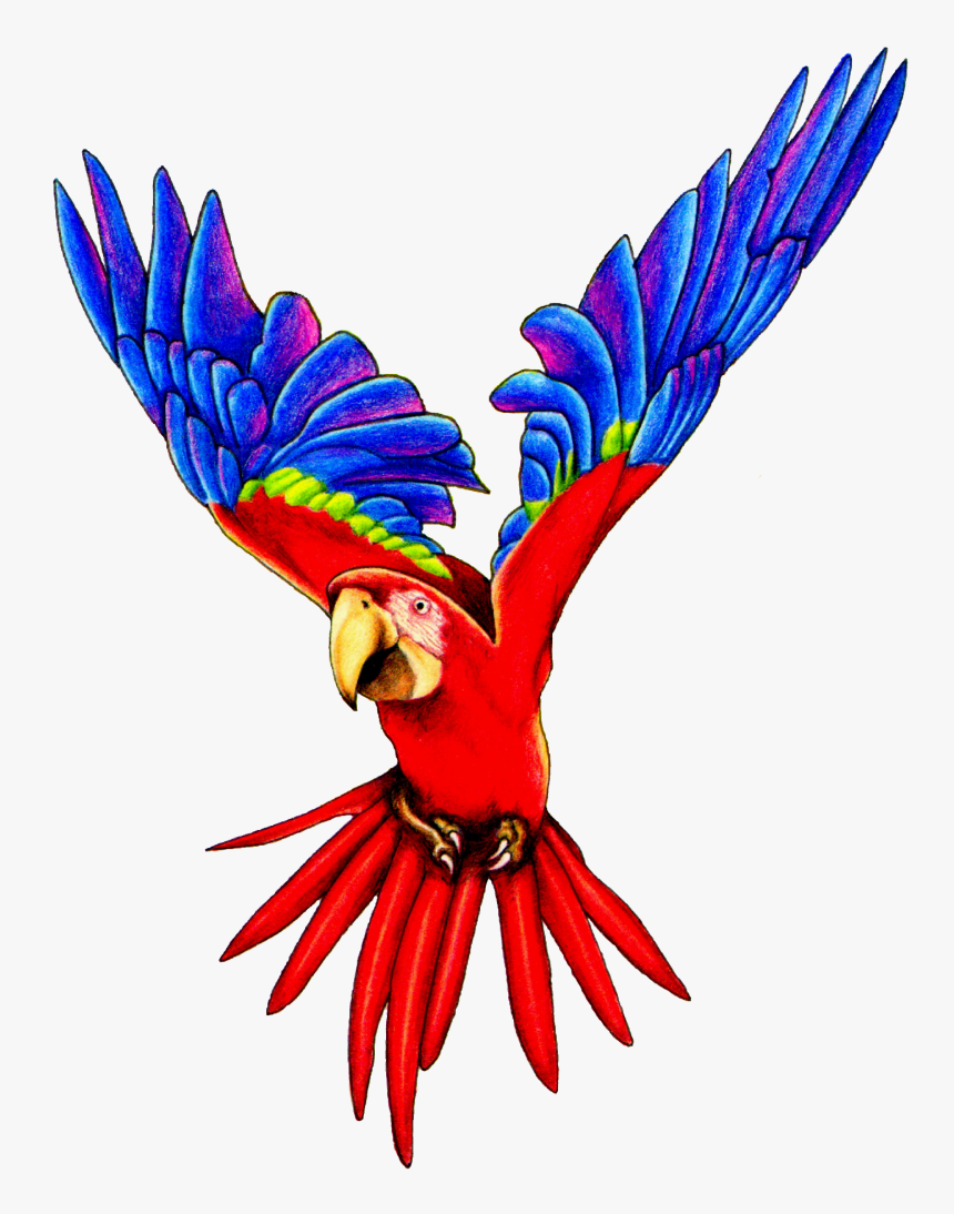Macaw Parrot Clipart - Parrot Png, Transparent Png, Free Download
