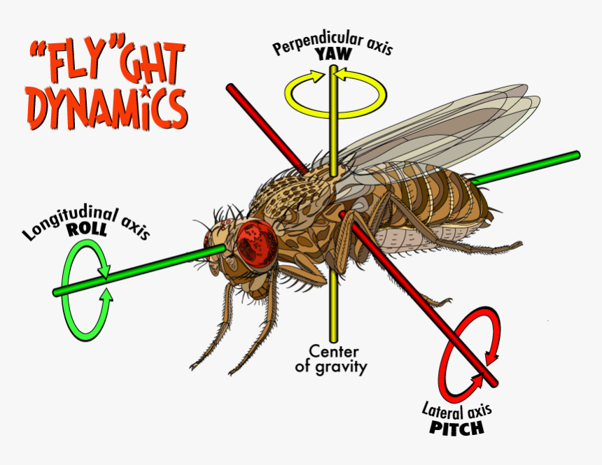 Clip Art Fruit Fly Flight The - Structure Of Fruit Fly, HD Png Download, Free Download
