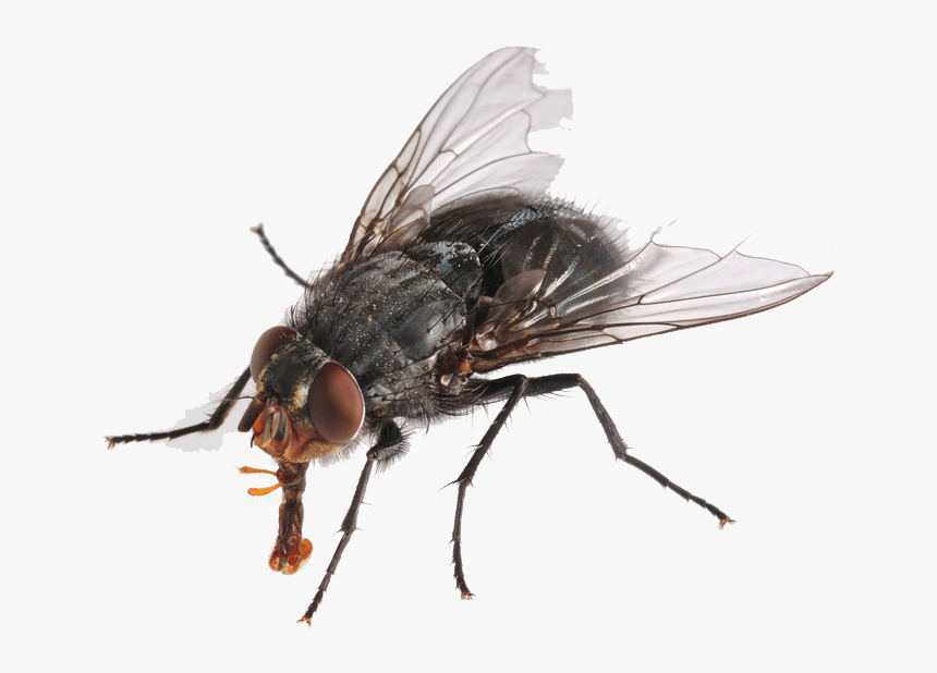 Flies Png Hd - Small Fly Transparent, Png Download, Free Download