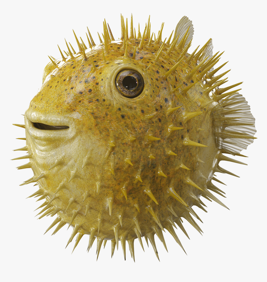 Puffer Fish Transparent Background, HD Png Download, Free Download
