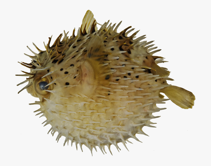 Puffer Fish Transparent, HD Png Download, Free Download