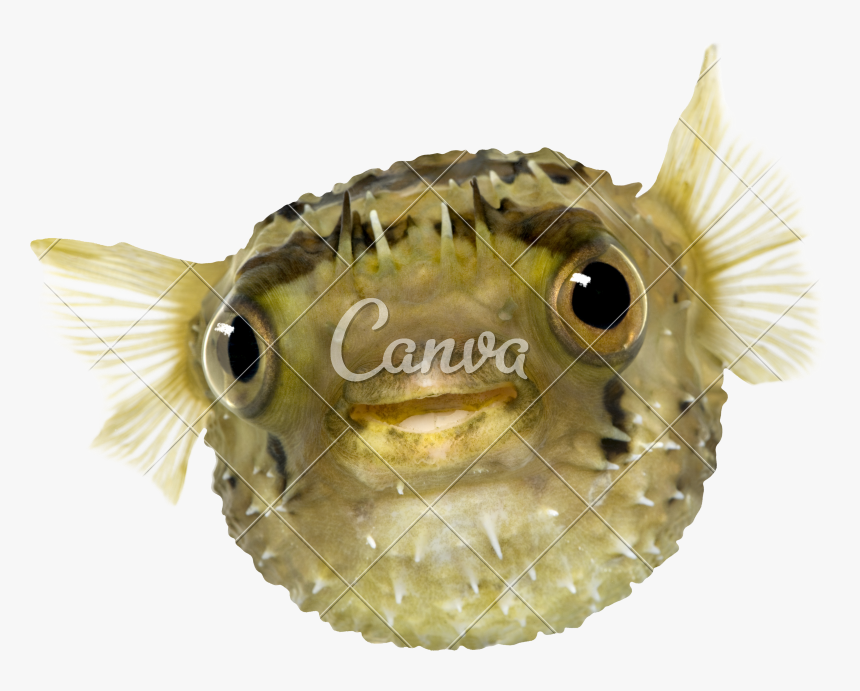 Clip Art Long Spine Porcupinefish Also - Pufferfish, HD Png Download, Free Download