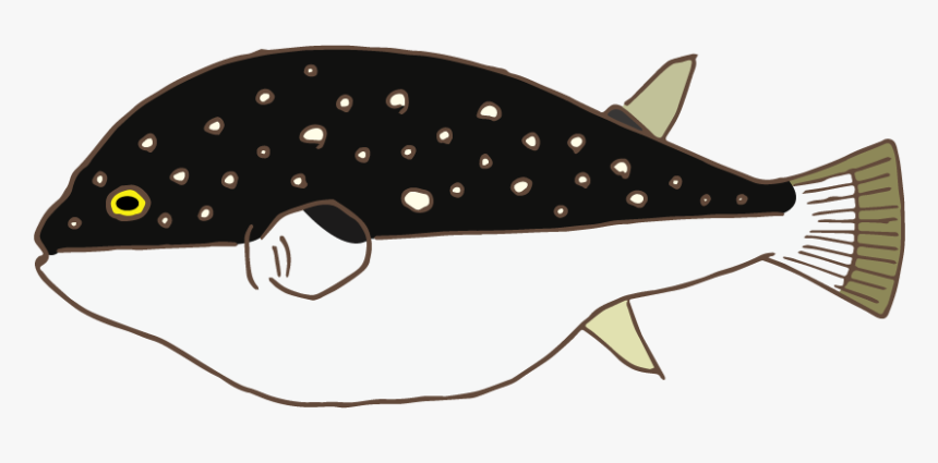 Puffer Fish - Killer Whale, HD Png Download, Free Download