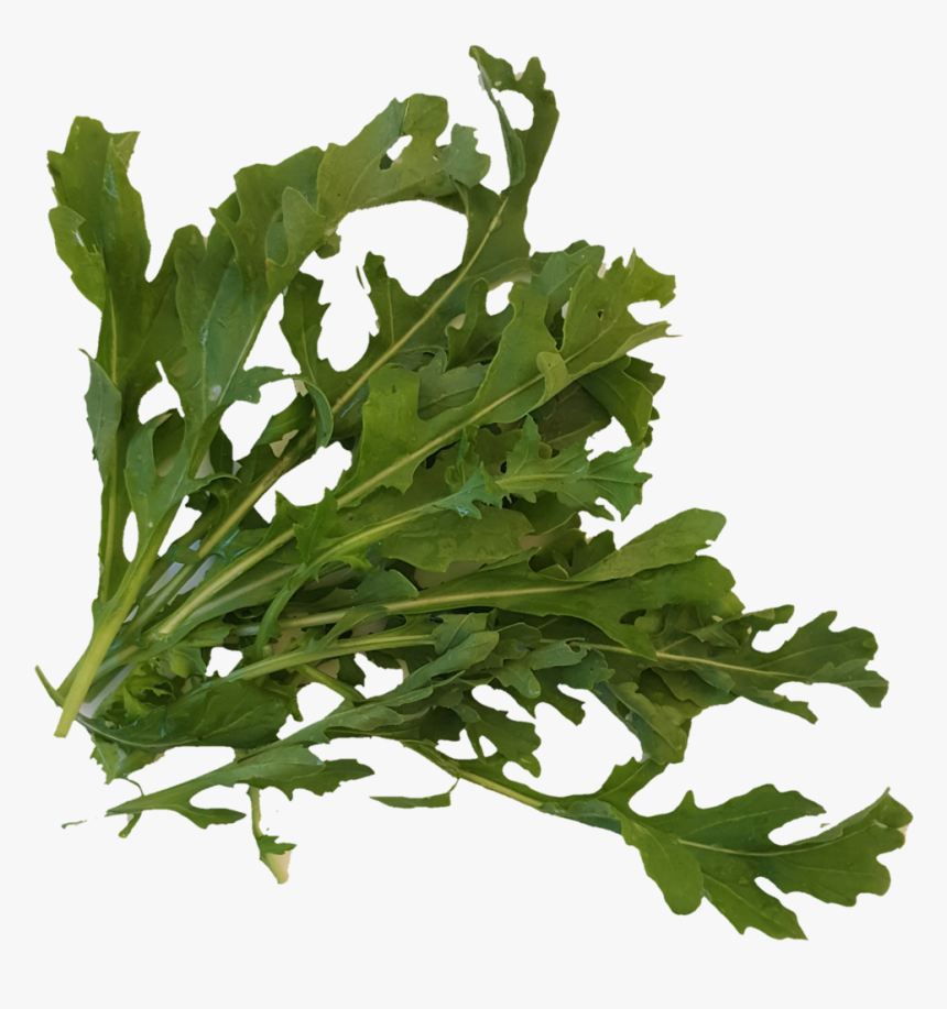 Arugula Transparent - Arugula, HD Png Download, Free Download