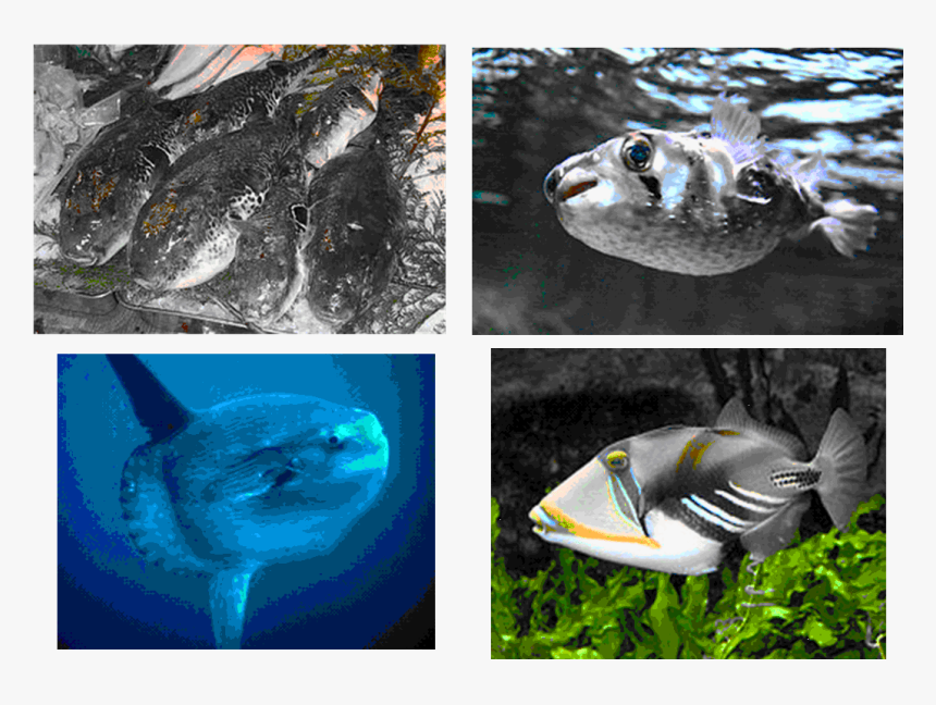 Hawaii State Fish Meme, HD Png Download, Free Download