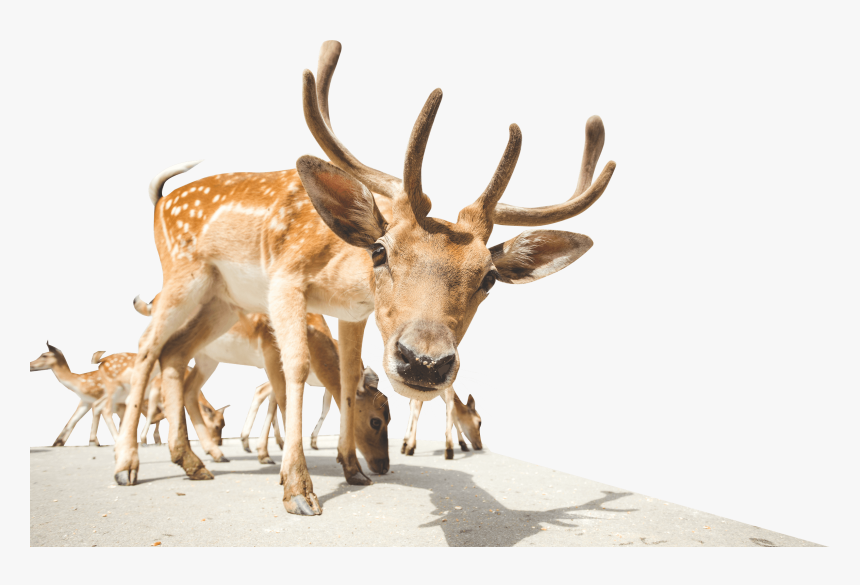 Elk, HD Png Download, Free Download