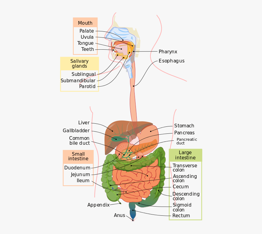 Digestive System Function, HD Png Download, Free Download
