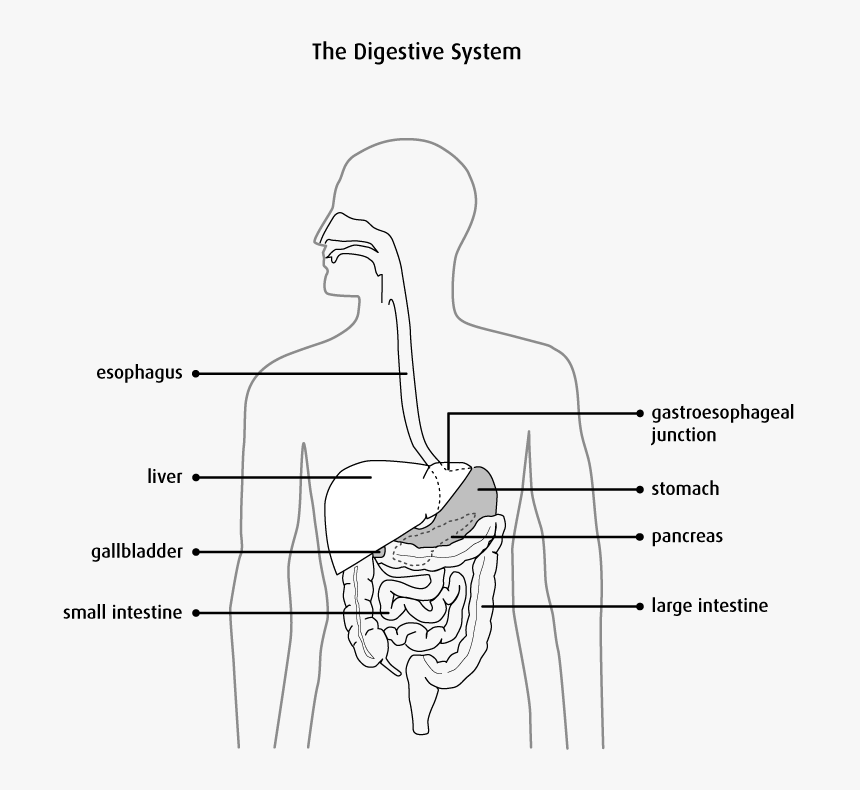 Anatomy And Physiology Esophagus, HD Png Download, Free Download