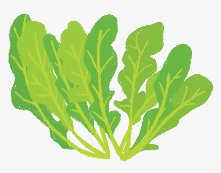 Organic Arugula, HD Png Download, Free Download