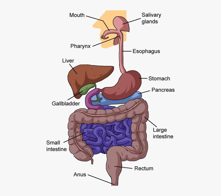 Biology From Food To - Part Of The Alimentary Canal, HD Png Download, Free Download