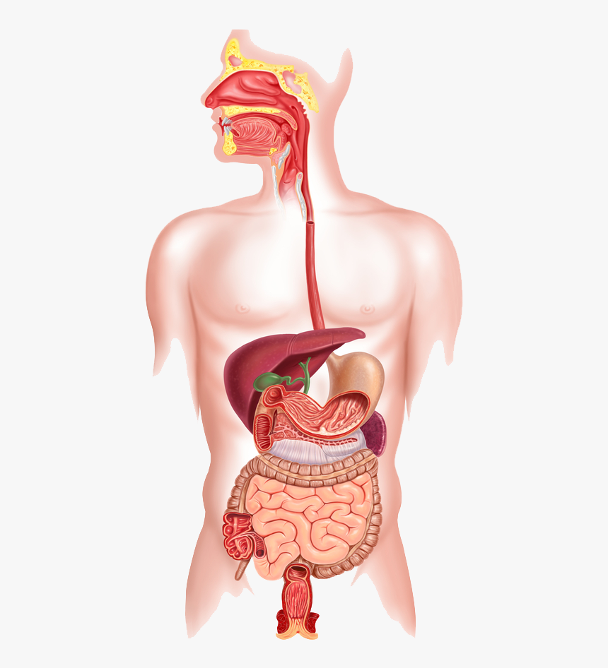 Mouth And Esophagus - Happens If You Swallow Chewing Gum, HD Png Download, Free Download