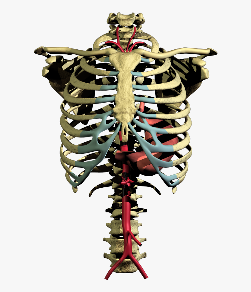 Expand This Image - Rib, HD Png Download, Free Download
