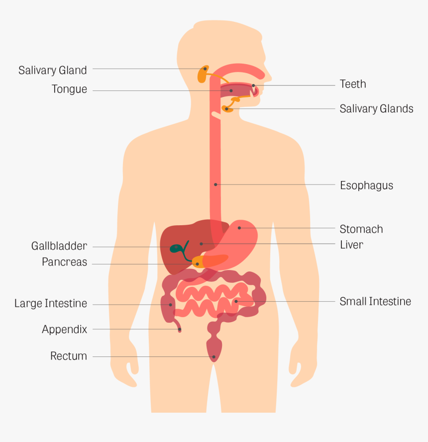 Respiratory System, HD Png Download, Free Download