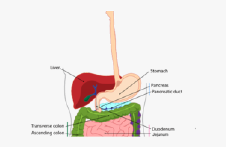 Esophagus Cliparts - Digestive System Diagram, HD Png Download, Free Download