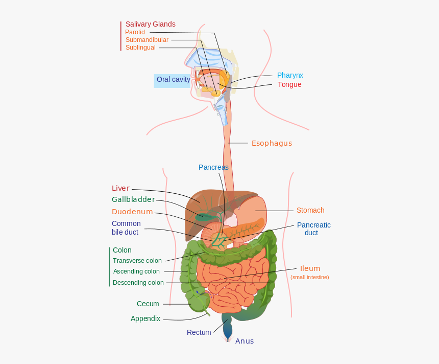 Digestive System Diagram Edit - Digestion Process, HD Png Download, Free Download