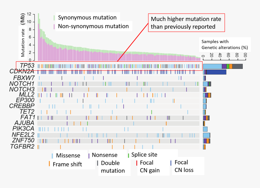 Discovery Of The Genes Responsible For Esophageal Cancer - Headquarters Of The Romanian Architects Association, HD Png Download, Free Download