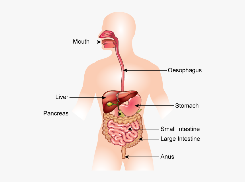 Pancreas On The Body, HD Png Download, Free Download