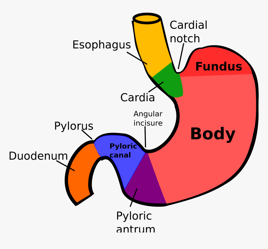 Anatomical Regions Of Stomach, HD Png Download, Free Download
