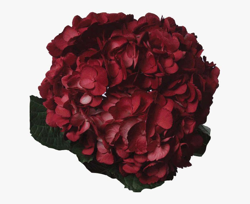 Dark Flowers Png - Transparent Dark Red Flowers, Png Download, Free Download