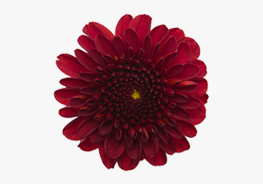 Click To Enlarge Image Red Button Ole2 - Maroon Flower In Png, Transparent Png, Free Download