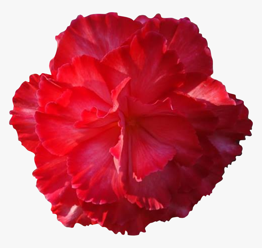 Real Flower Png - Real Flower Clipart, Transparent Png, Free Download