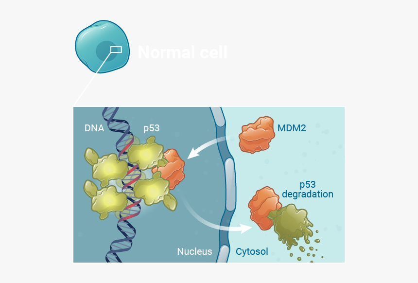Mdm2 Normal Cells Kartos - Illustration, HD Png Download, Free Download