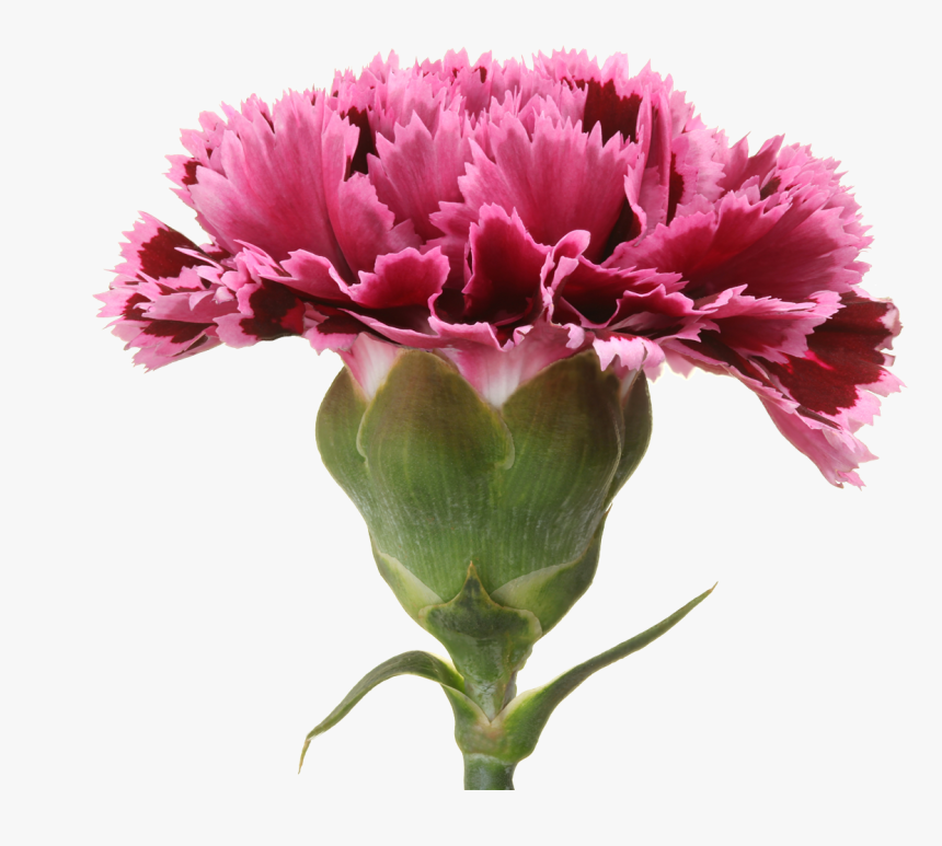 Carnation, HD Png Download, Free Download