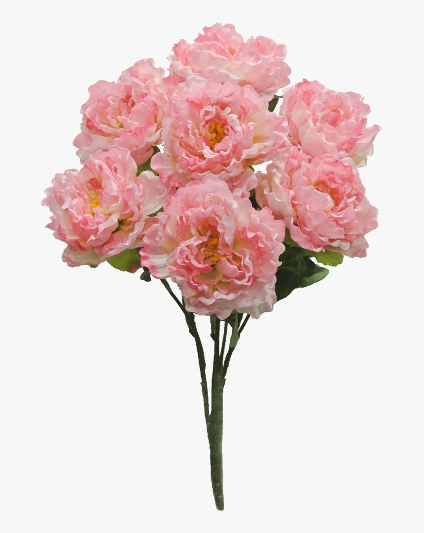 Common Peony, HD Png Download, Free Download