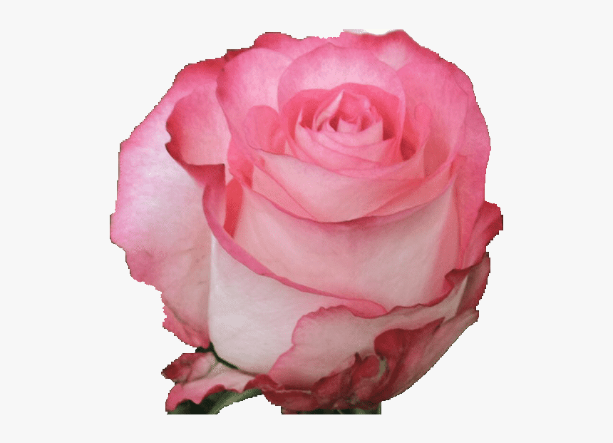 High And Candy Rose Flowers, HD Png Download, Free Download