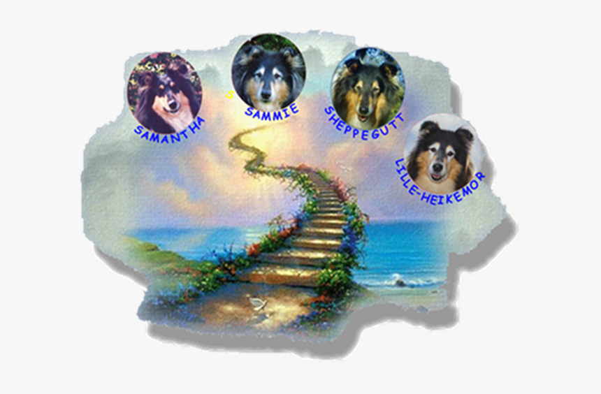 My Four Precious Collies Waiting At Rainbow Bridge - Spiritual World, HD Png Download, Free Download