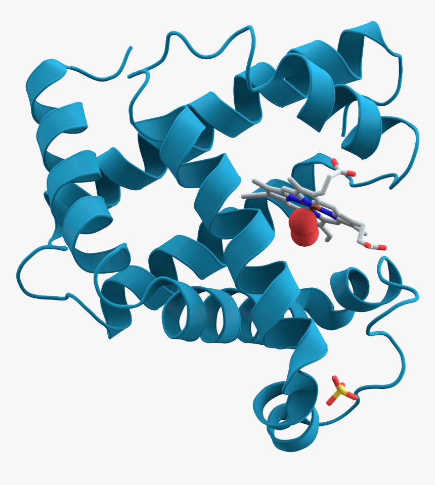 Myoglobin - Science Protein Clipart, HD Png Download, Free Download