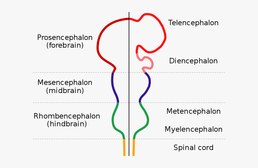 Forebrain Midbrain Hindbrain, HD Png Download, Free Download