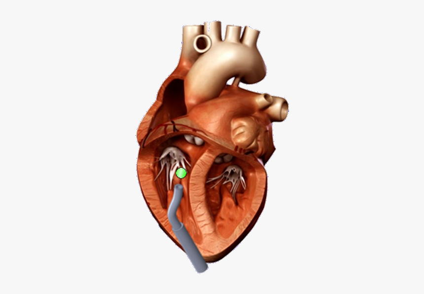 3d Heart Model, HD Png Download, Free Download