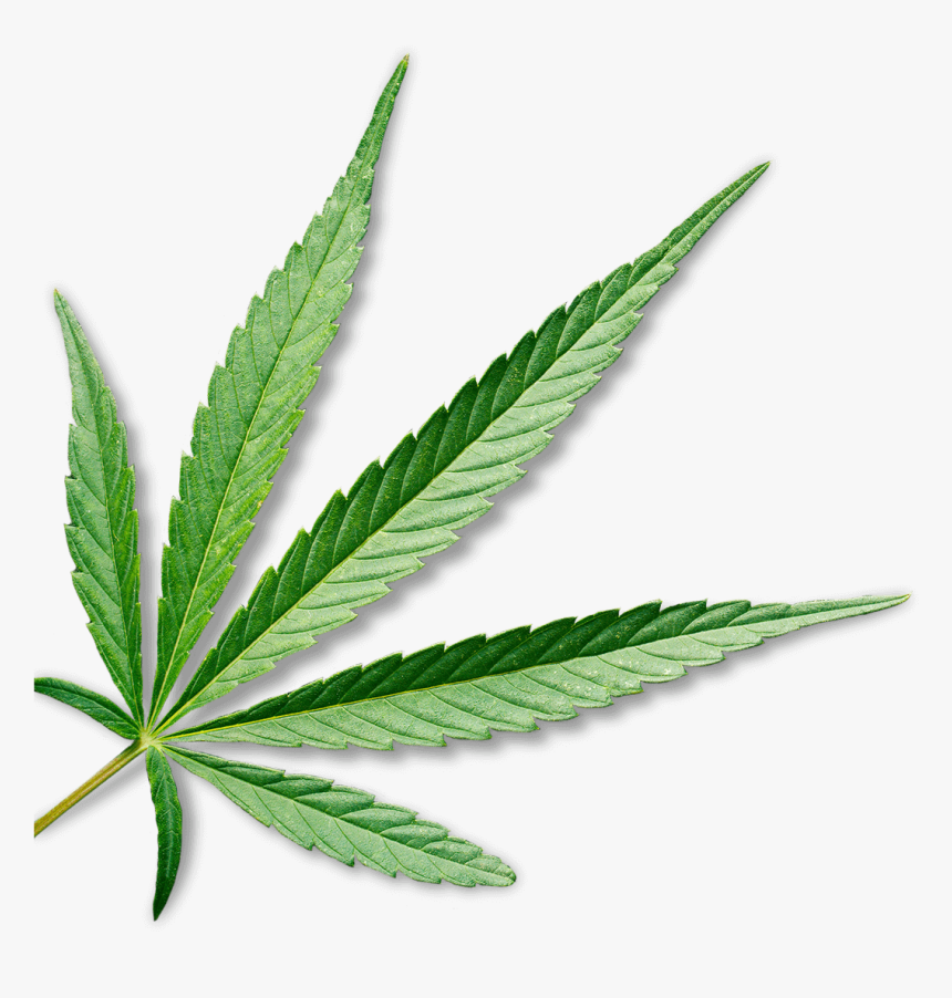 Transparent Marijuana Plant Png - Transparent Background Marijuana Leaf, Png Download, Free Download