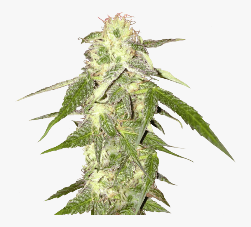 Cannabis - Transparent Background Weed Png, Png Download, Free Download