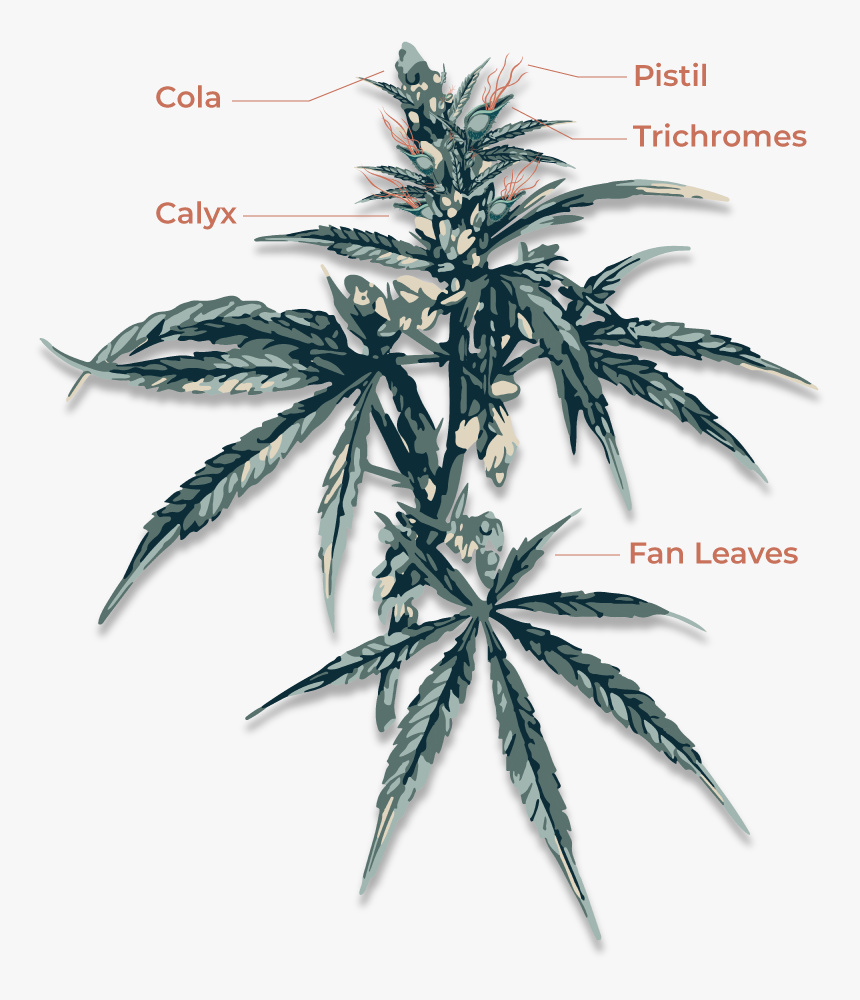Cannabis Anatomy, HD Png Download, Free Download