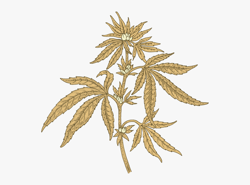 Pavot Cannabis, HD Png Download, Free Download