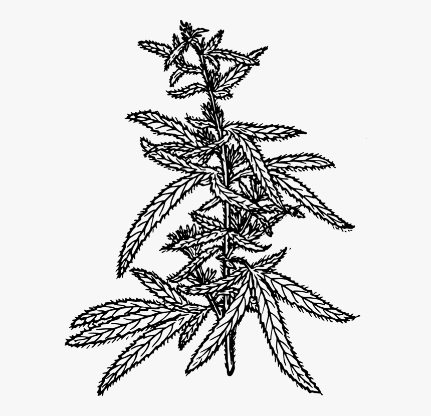 Line Art,plant,flower - Hemp Drawing Png, Transparent Png, Free Download